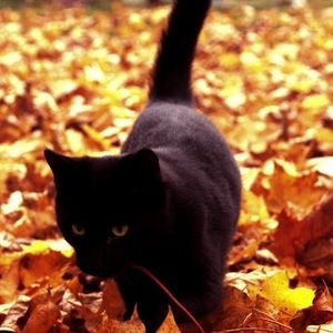 Meet your Posher, Des